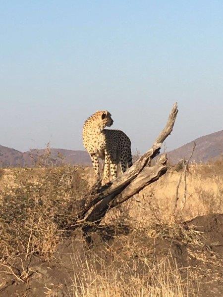 Cheetah Mound