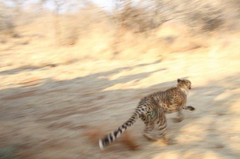 cheetah blur